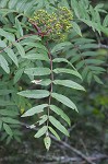 American mountain ash