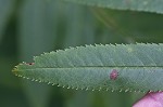 American mountain ash