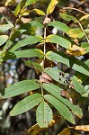 American mountain ash