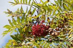 American mountain ash