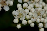 American mountain ash