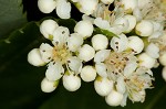 American mountain ash