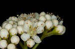 American mountain ash