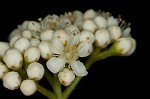 American mountain ash