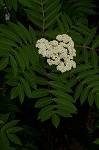 American mountain ash