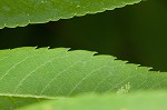 American mountain ash