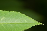 American mountain ash