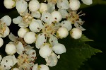 American mountain ash