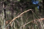 Indian grass