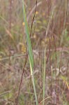 Indian grass