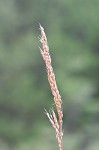 Indian grass