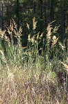 Indian grass