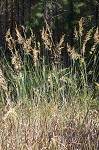 Indian grass