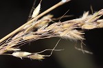 Indian grass