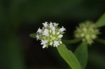 Smooth galse buttonweed