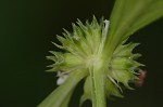 Smooth galse buttonweed