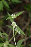 Smooth galse buttonweed