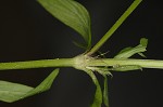 Smooth galse buttonweed