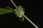 Smooth galse buttonweed