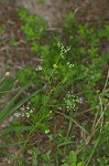 Bristly scaleseed