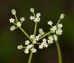 Bristly scaleseed