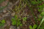 Bristly scaleseed