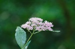 Japanese spiraea