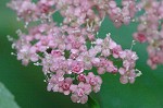 Japanese spiraea