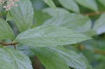 Japanese spiraea