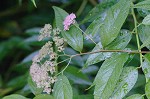 Japanese spiraea