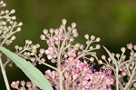 Japanese spiraea