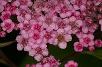 Japanese spiraea