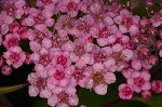 Japanese spiraea