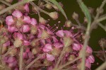 Japanese spiraea