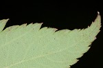 Japanese spiraea