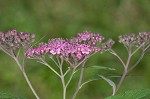 Japanese spiraea