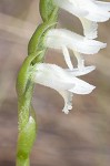 Giantspiral lady's tresses