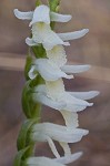 Giantspiral lady's tresses