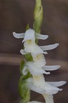 Giantspiral lady's tresses