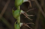 Giantspiral lady's tresses