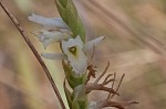 Giantspiral lady's tresses