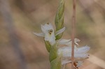 Giantspiral lady's tresses