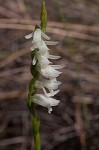 Giantspiral lady's tresses