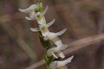 Giantspiral lady's tresses