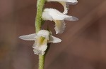 Giantspiral lady's tresses