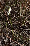 Giantspiral lady's tresses