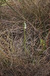 Giantspiral lady's tresses