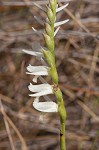 Giantspiral lady's tresses