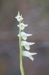 Giantspiral lady's tresses