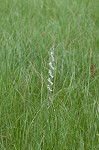 Spring lady's tresses